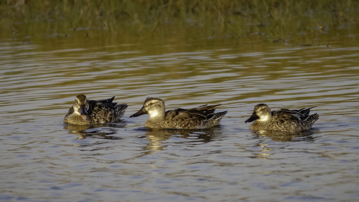 Garganey - ML590920121