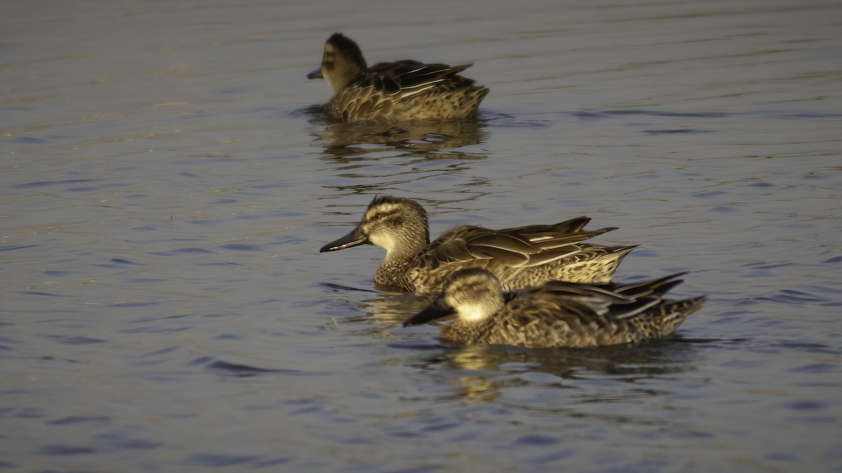 Garganey - ML590920371