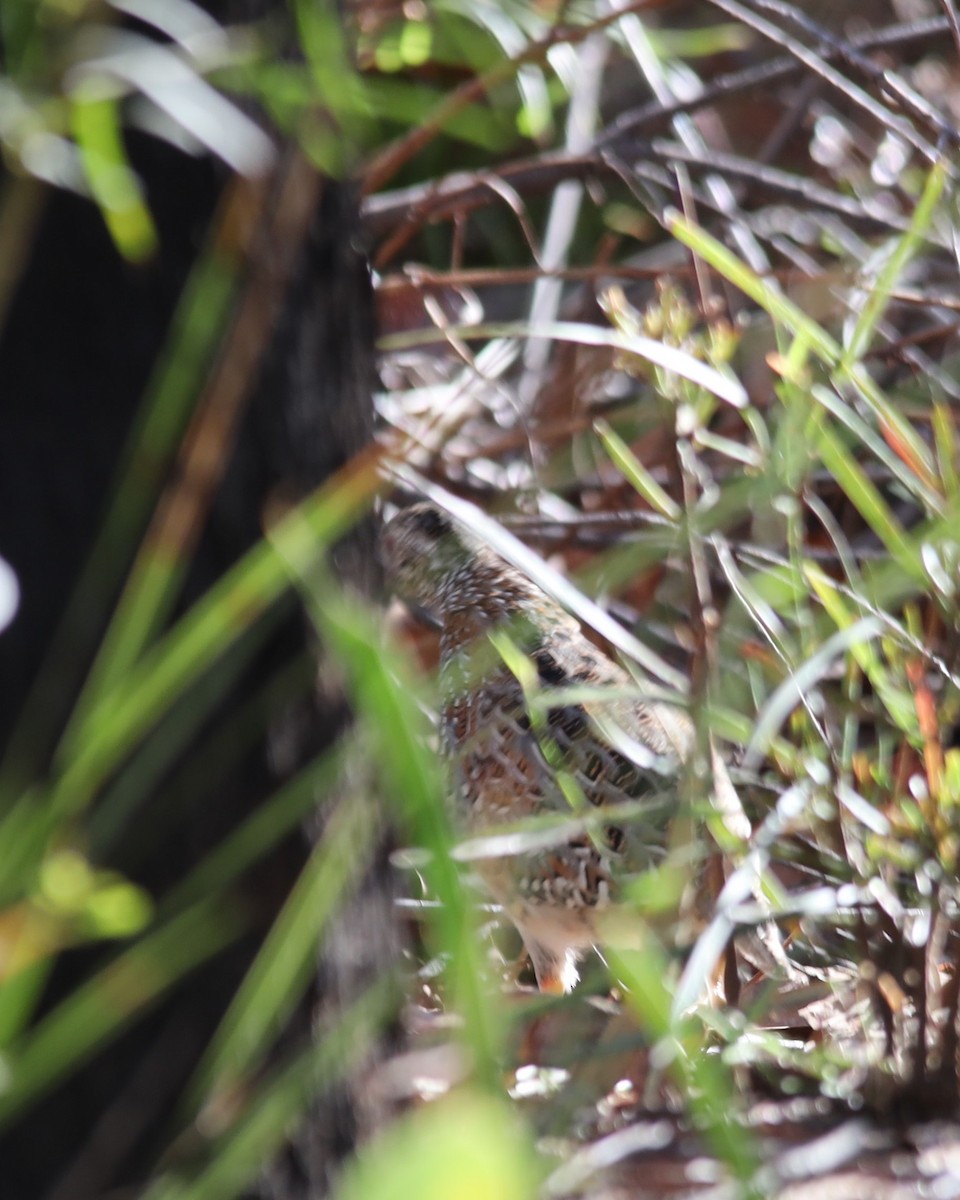 Painted Buttonquail - ML590920561
