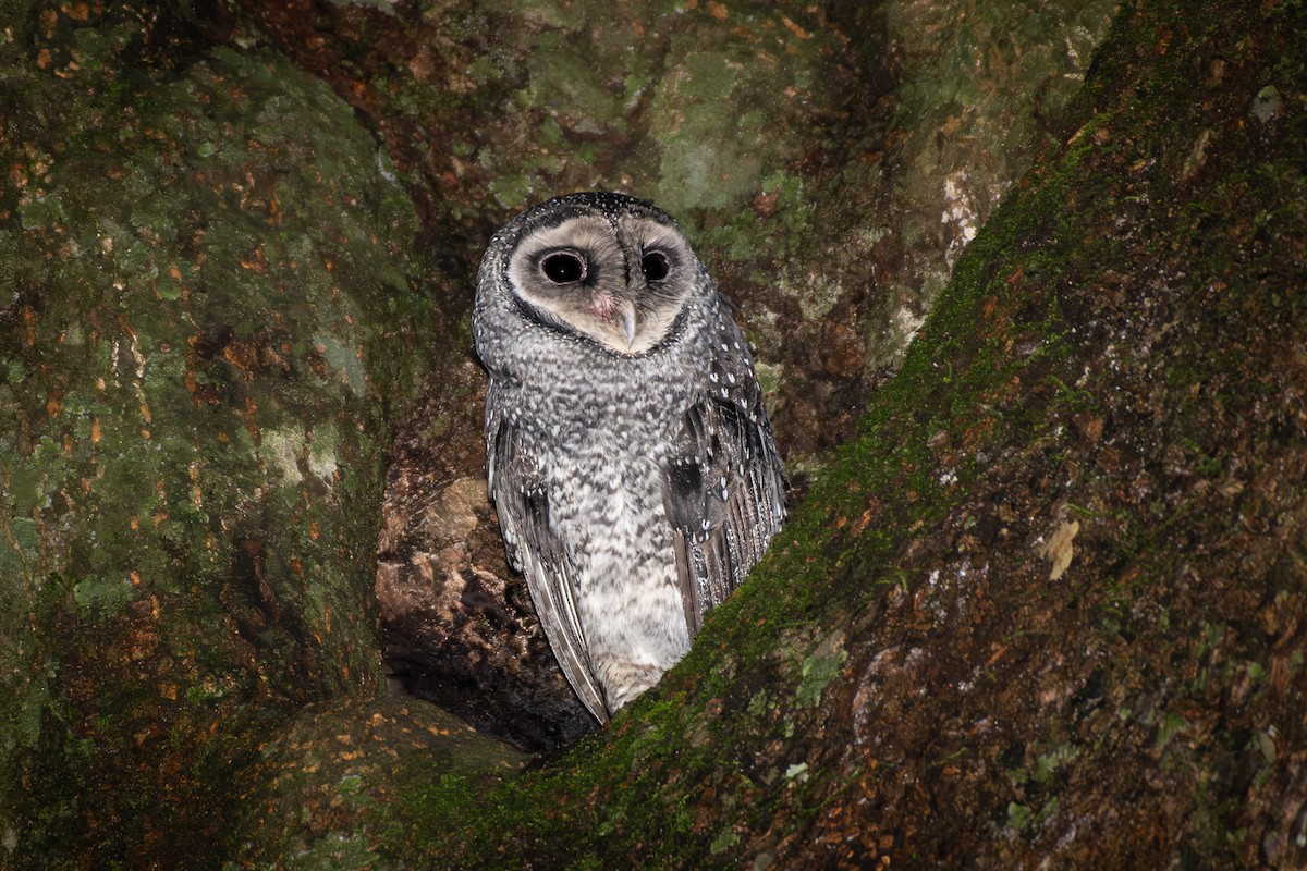 sova temná (ssp. multipunctata) - ML590920621