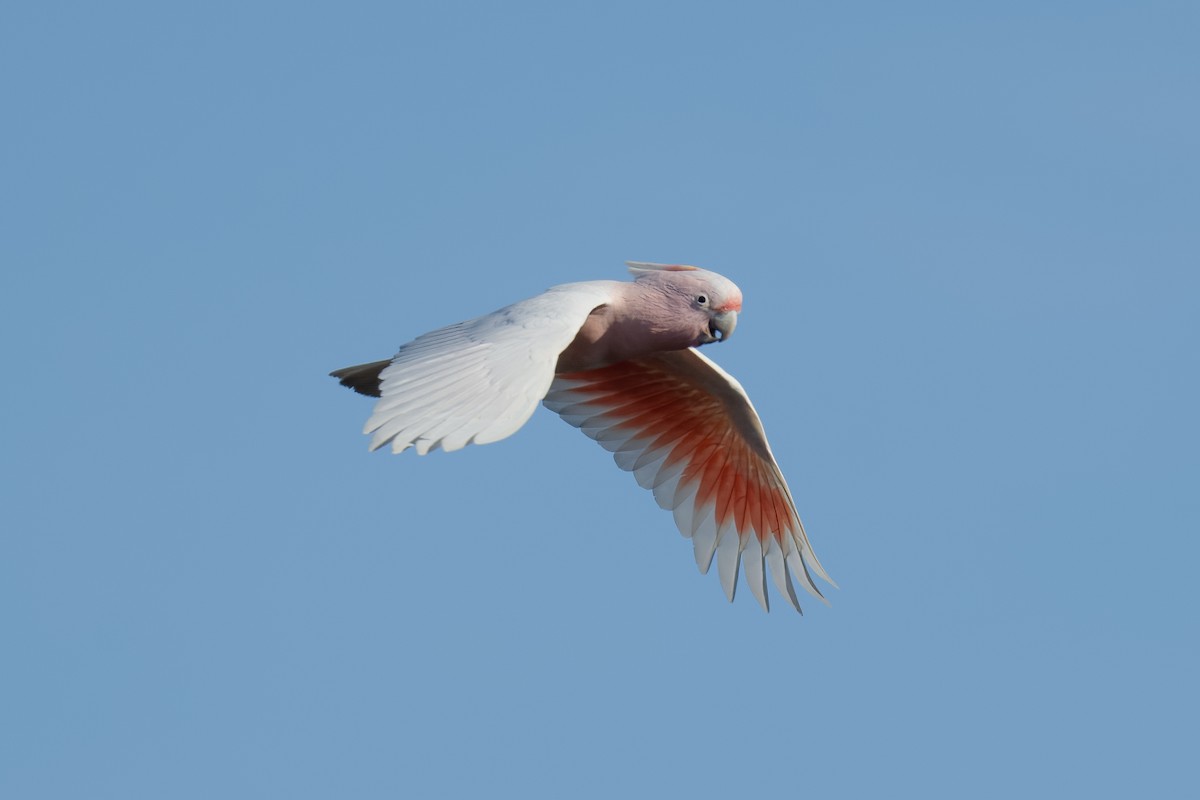Pink Cockatoo - Ian Shrubsole