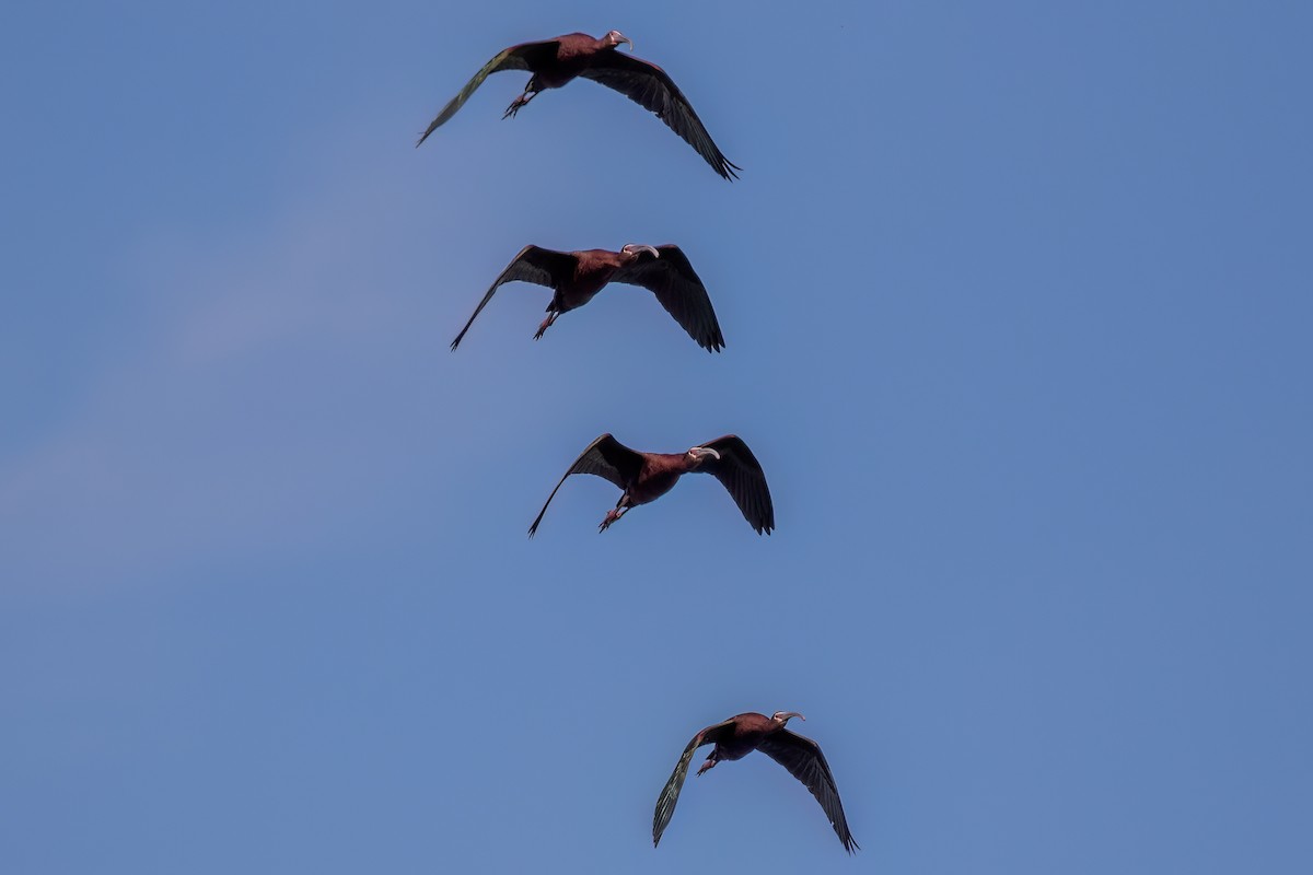 White-faced Ibis - ML590921531