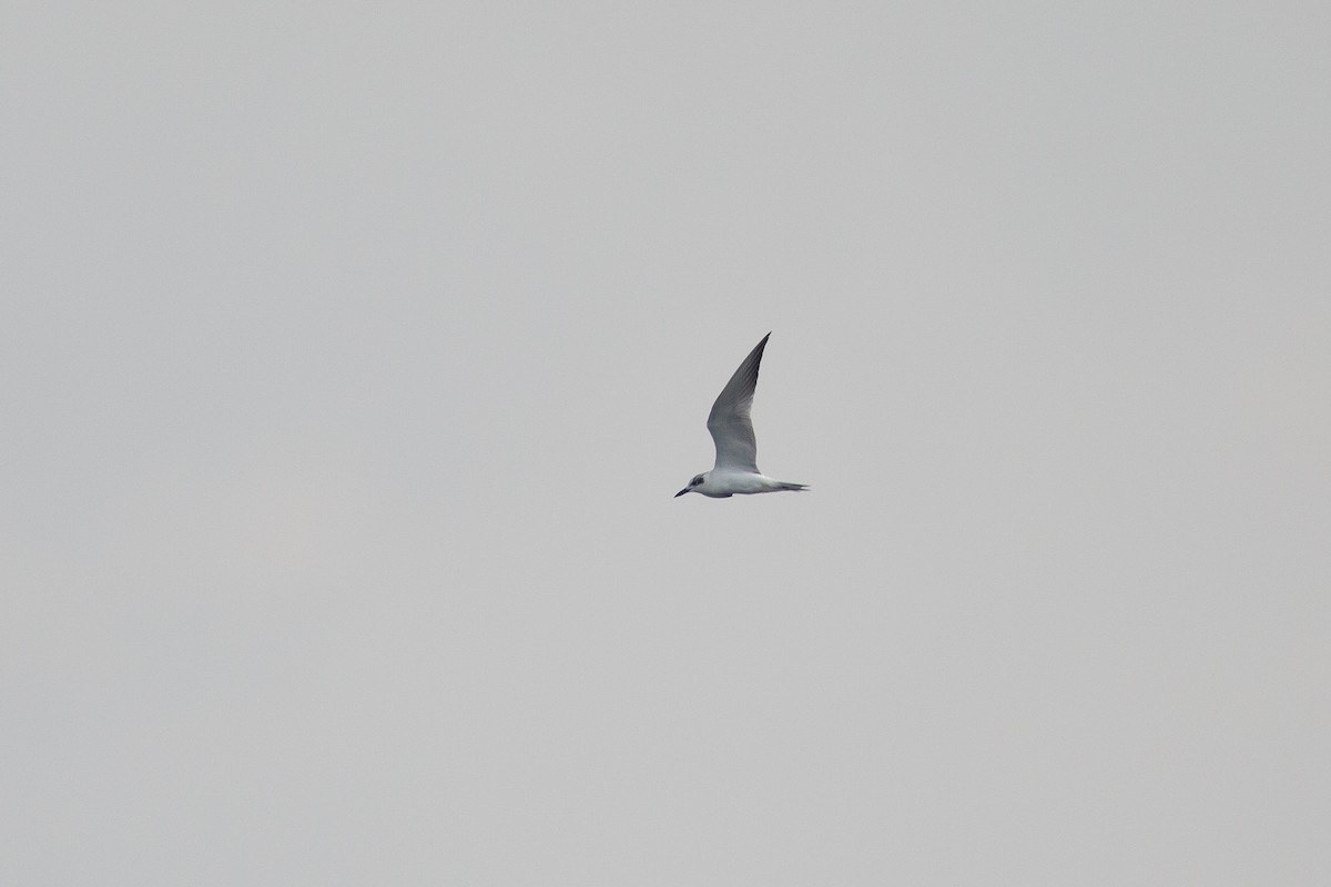 Gull-billed Tern - ML590922031