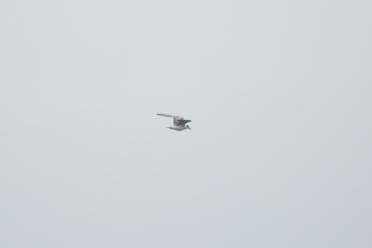 White-winged Tern - ML590922141