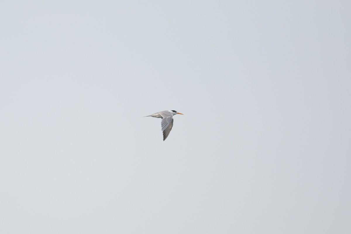 Lesser Crested Tern - ML590922261
