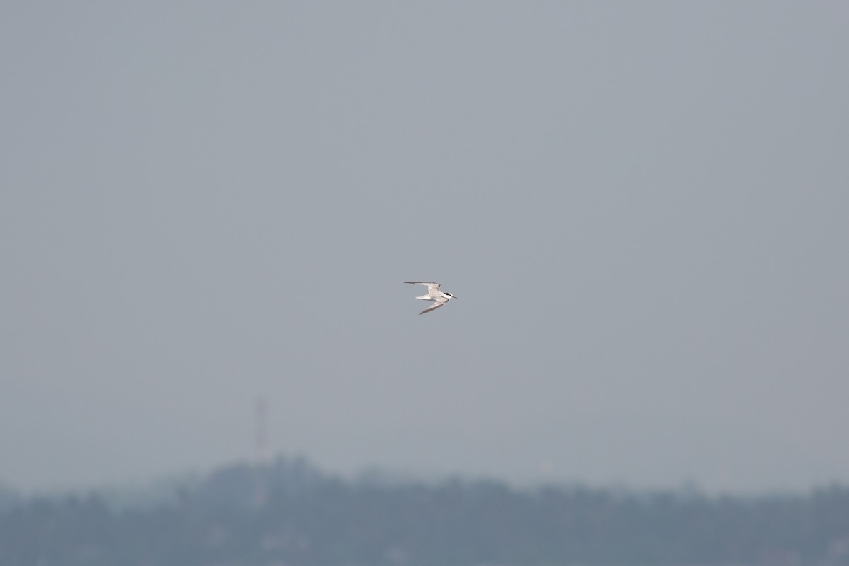 Little Tern - ML590922301