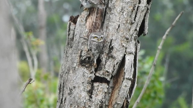 Spotted Owlet - ML590922371