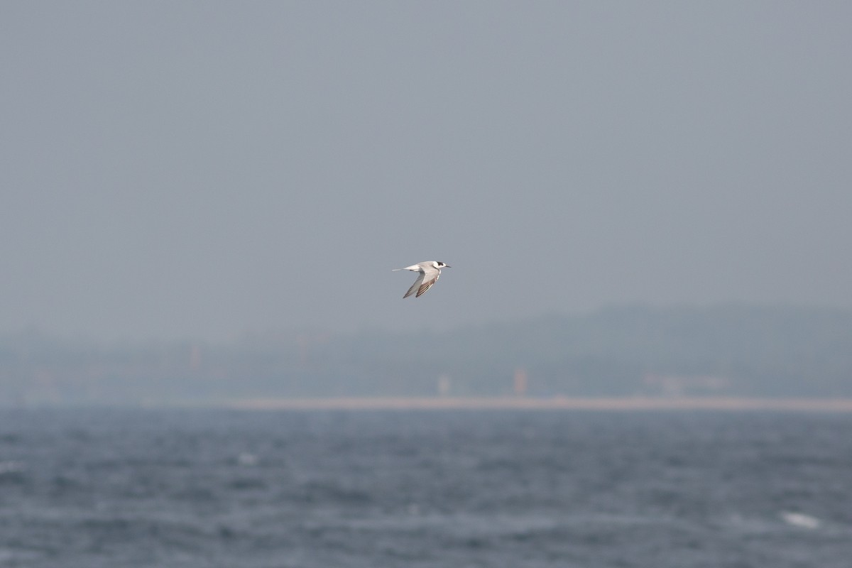 Common Tern - Morten Lisse