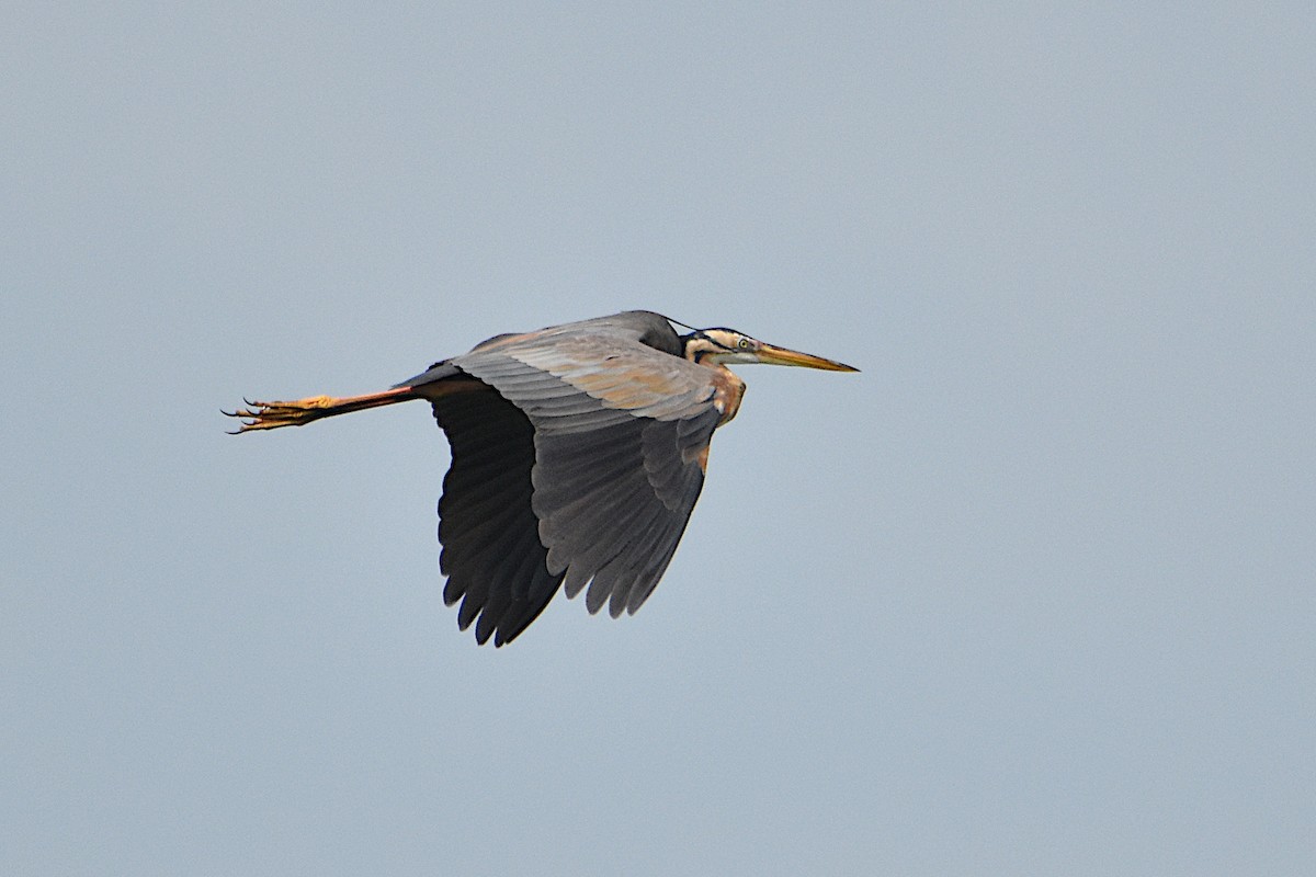 Purple Heron - ML590922741