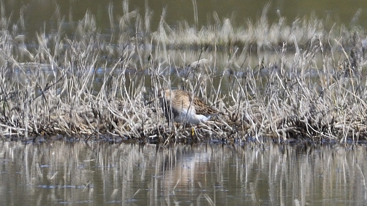 Bécasseau à poitrine cendrée - ML590922781