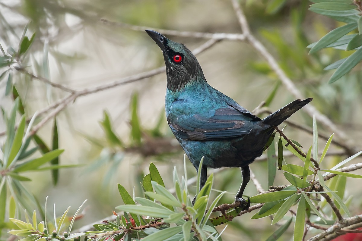 Asian Glossy Starling - ML590923071