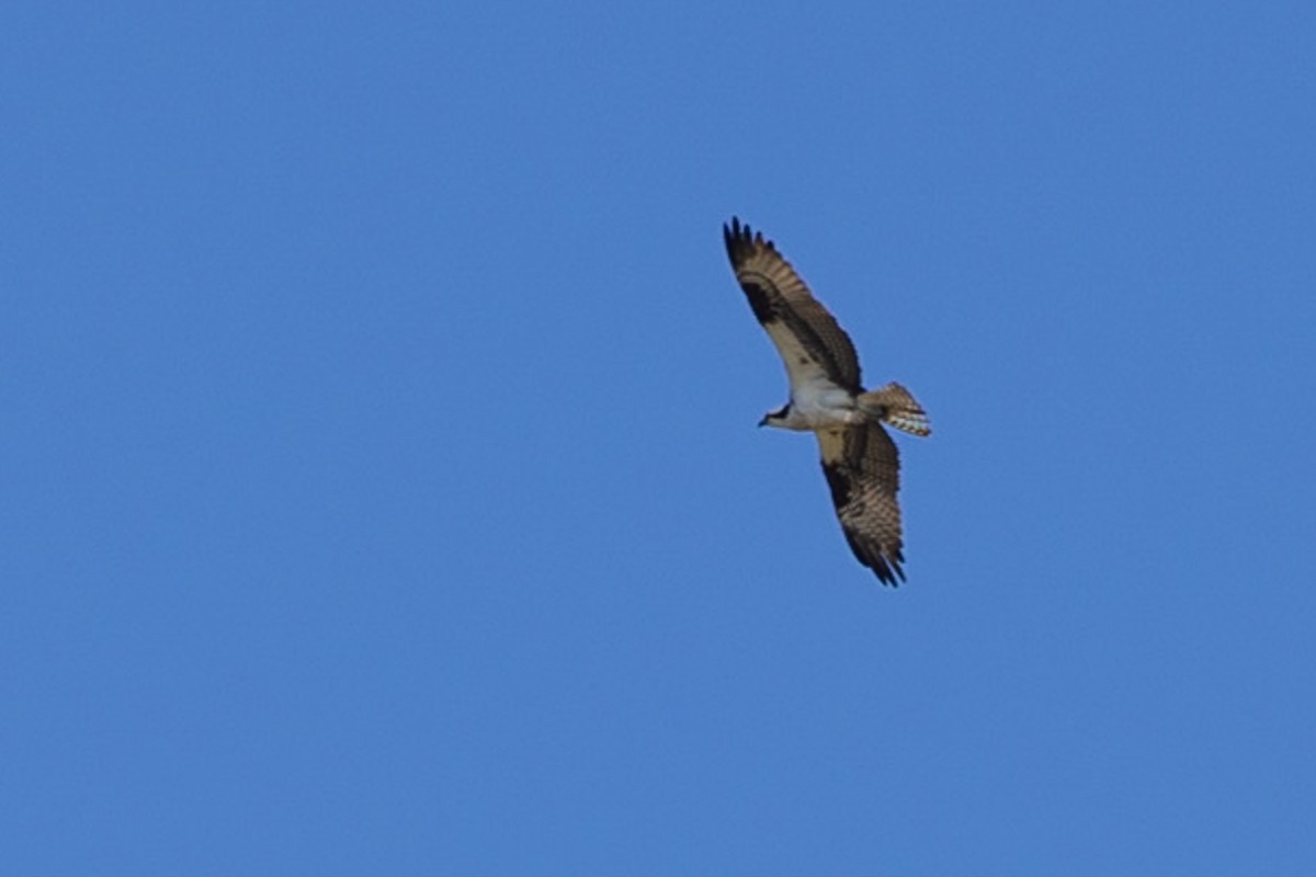 Osprey - ML590923521