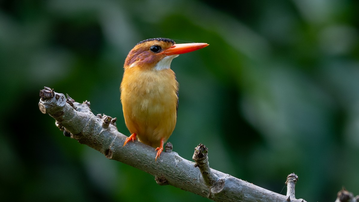 African Pygmy Kingfisher - Mathurin Malby