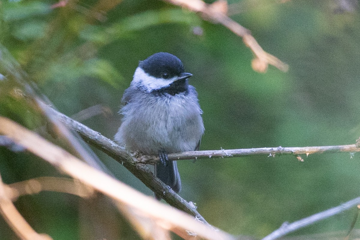 Black-capped Chickadee - ML590924701