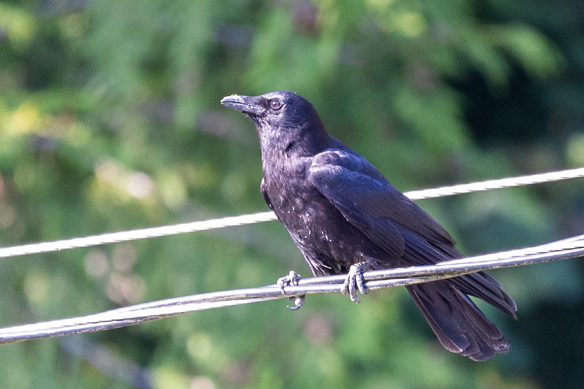 American Crow - ML590924711