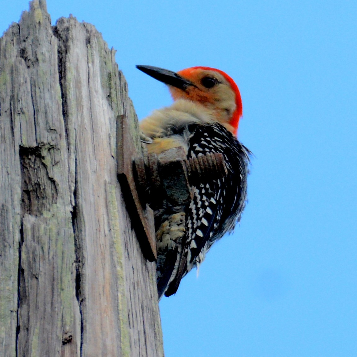Red-bellied Woodpecker - ML590926061