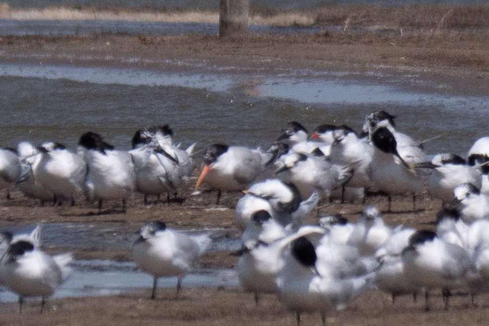 Elegant Tern - Victor Hoyeau