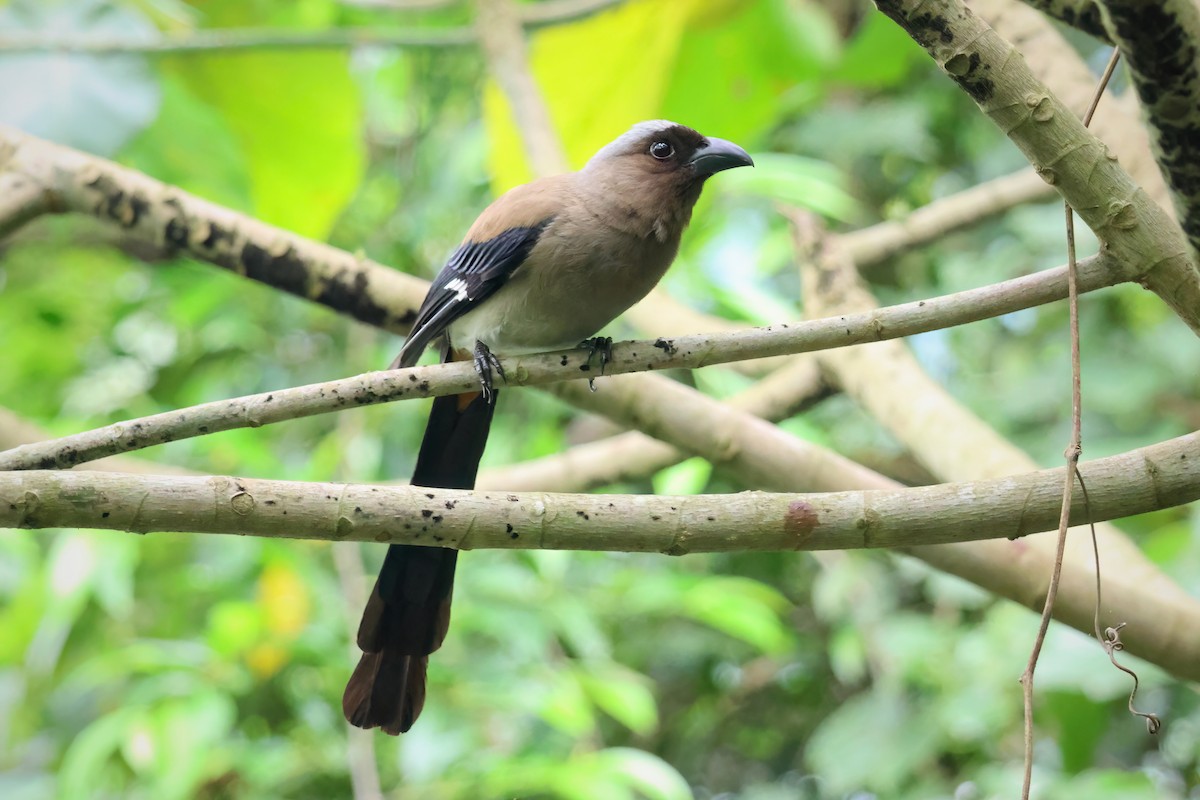 Gray Treepie - ML590926201