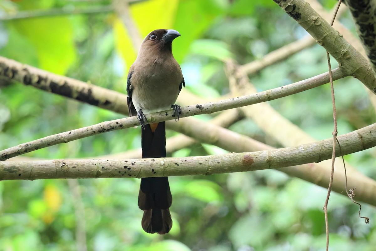 Gray Treepie - ML590926211