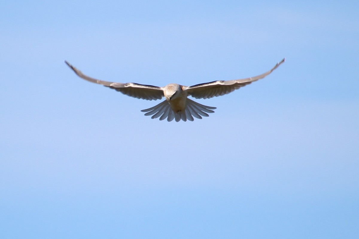 Black-shouldered Kite - ML590926261