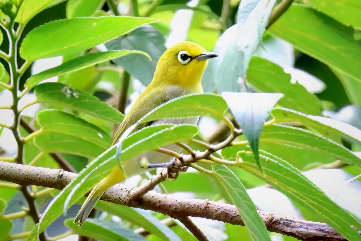 Swinhoe's White-eye - ML590926491