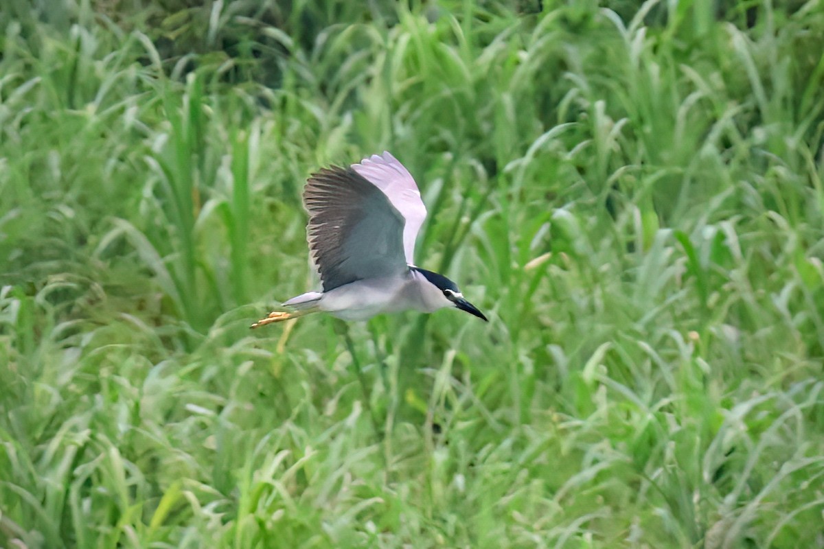 Black-crowned Night Heron - ML590926501