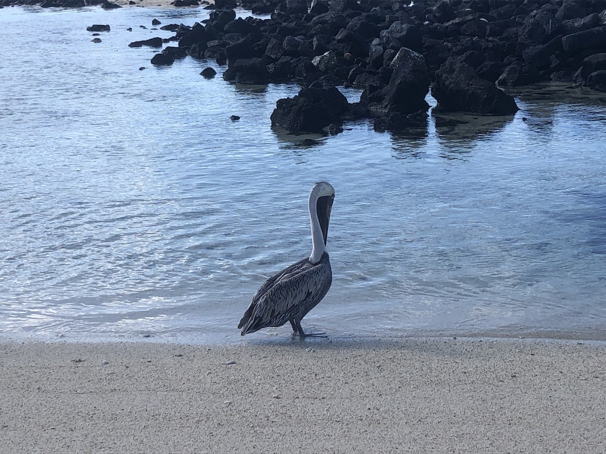 Brown Pelican - ML590926871