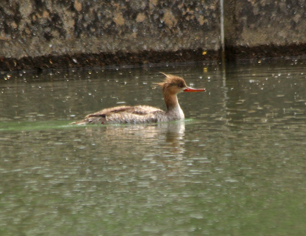 Red-breasted Merganser - ML59092771