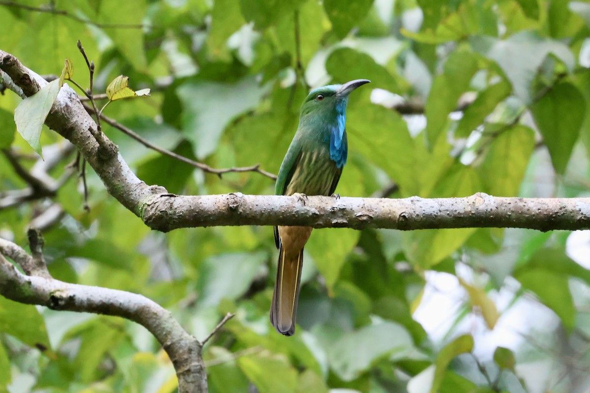 Blue-bearded Bee-eater - ML590928281