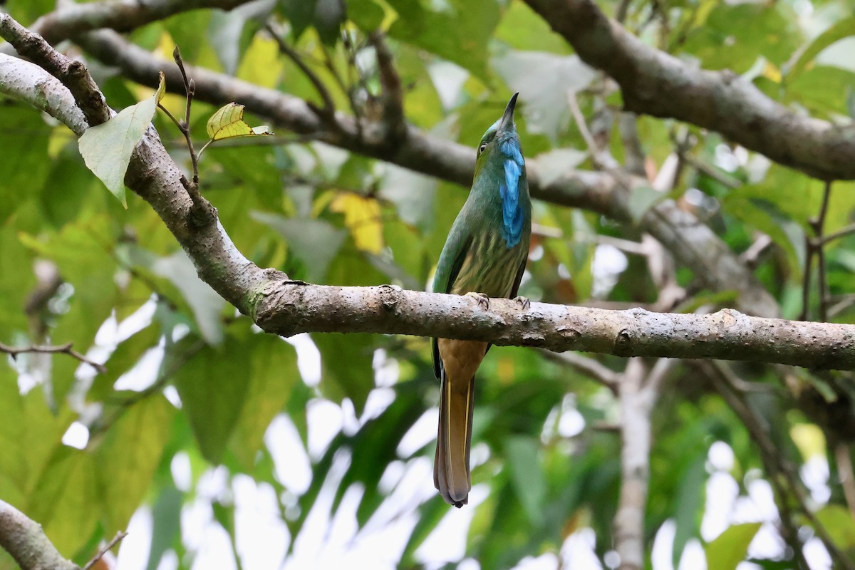 Blue-bearded Bee-eater - ML590928291