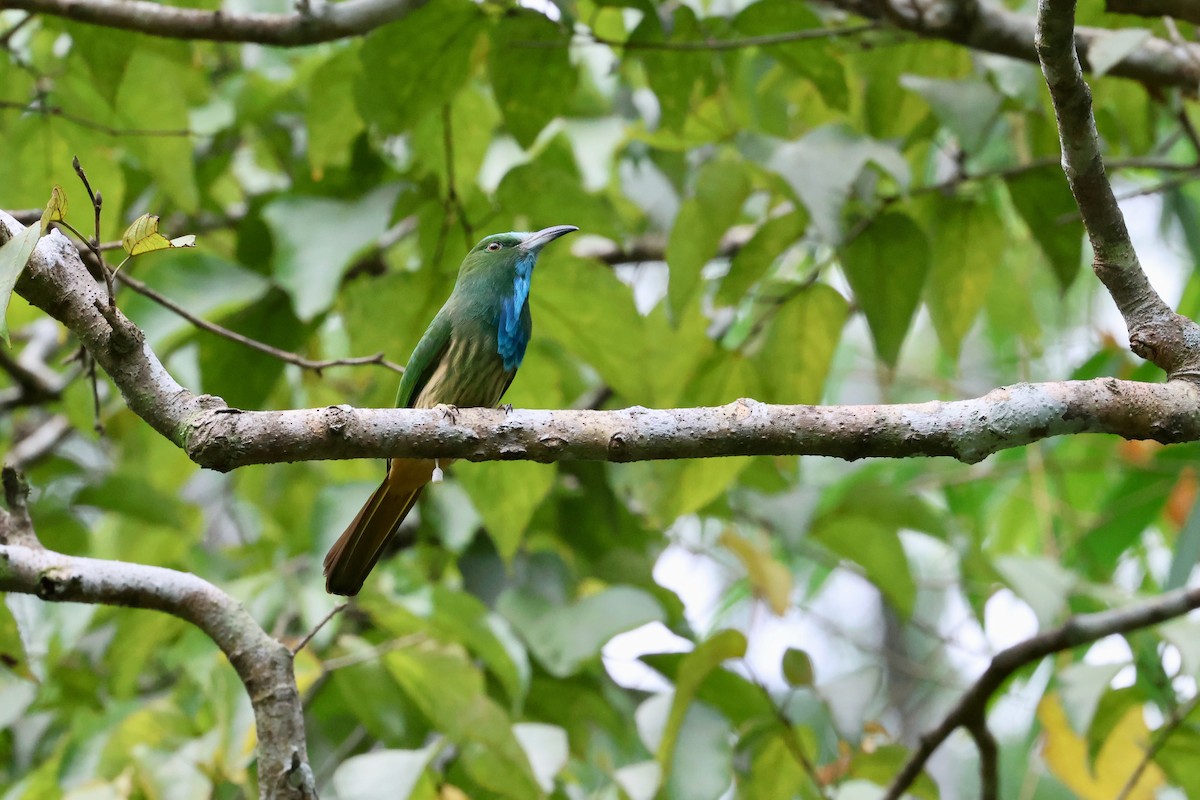 Blue-bearded Bee-eater - ML590928301