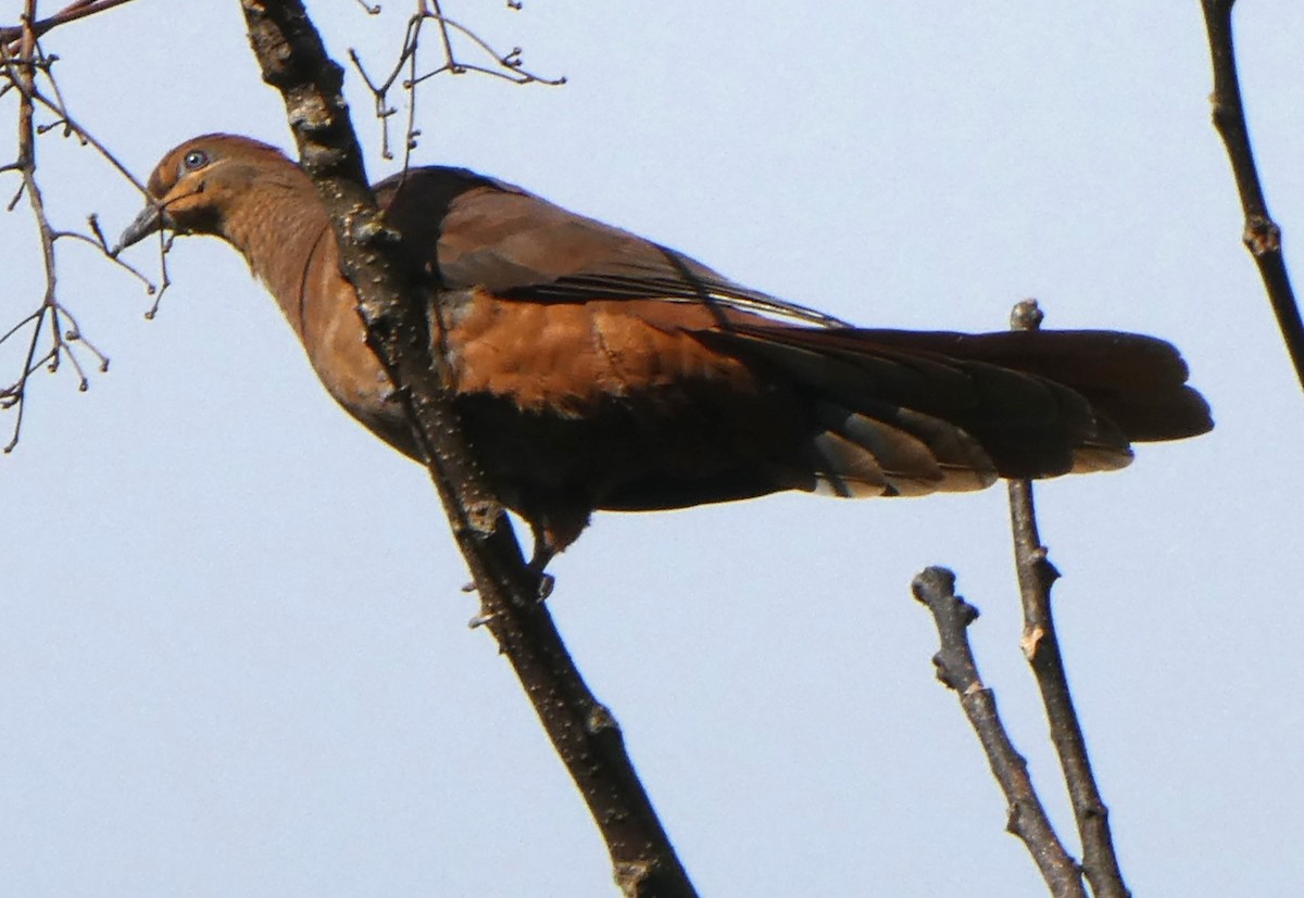 Brown Cuckoo-Dove - ML590928331