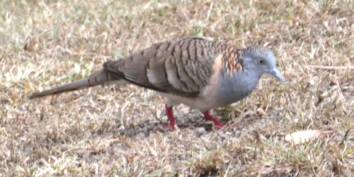 Bar-shouldered Dove - ML590928721