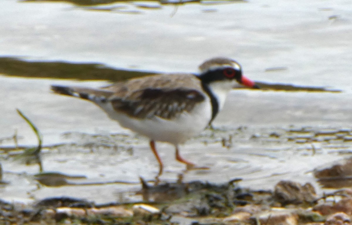 Black-fronted Dotterel - ML590929311