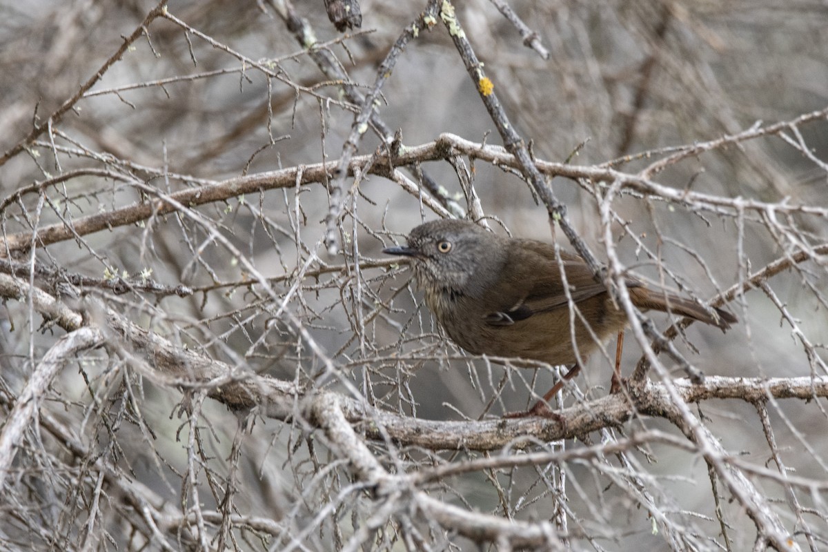 Tasmanian Scrubwren - ML590930181