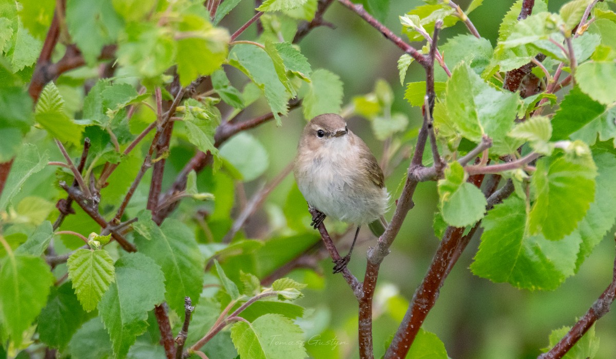 Mosquitero Montano (lorenzii) - ML590930481