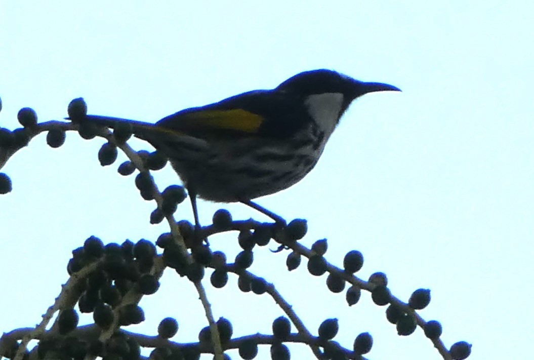 White-cheeked Honeyeater - ML590930561