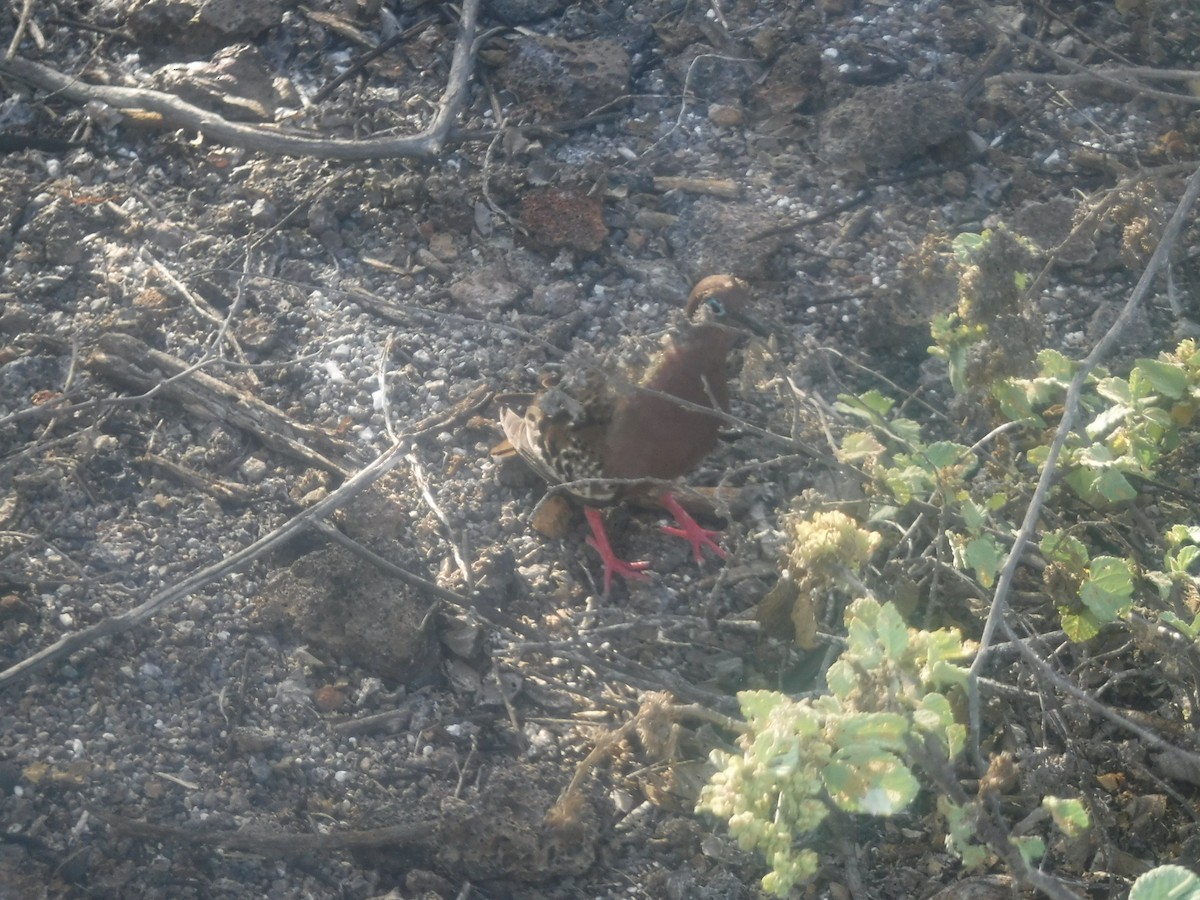 Galapagos Dove - ML590930791