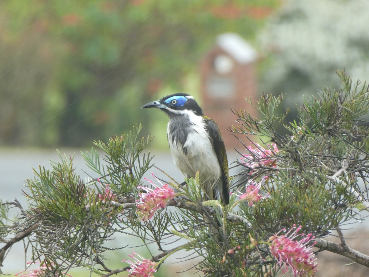 Blue-faced Honeyeater - ML590931101