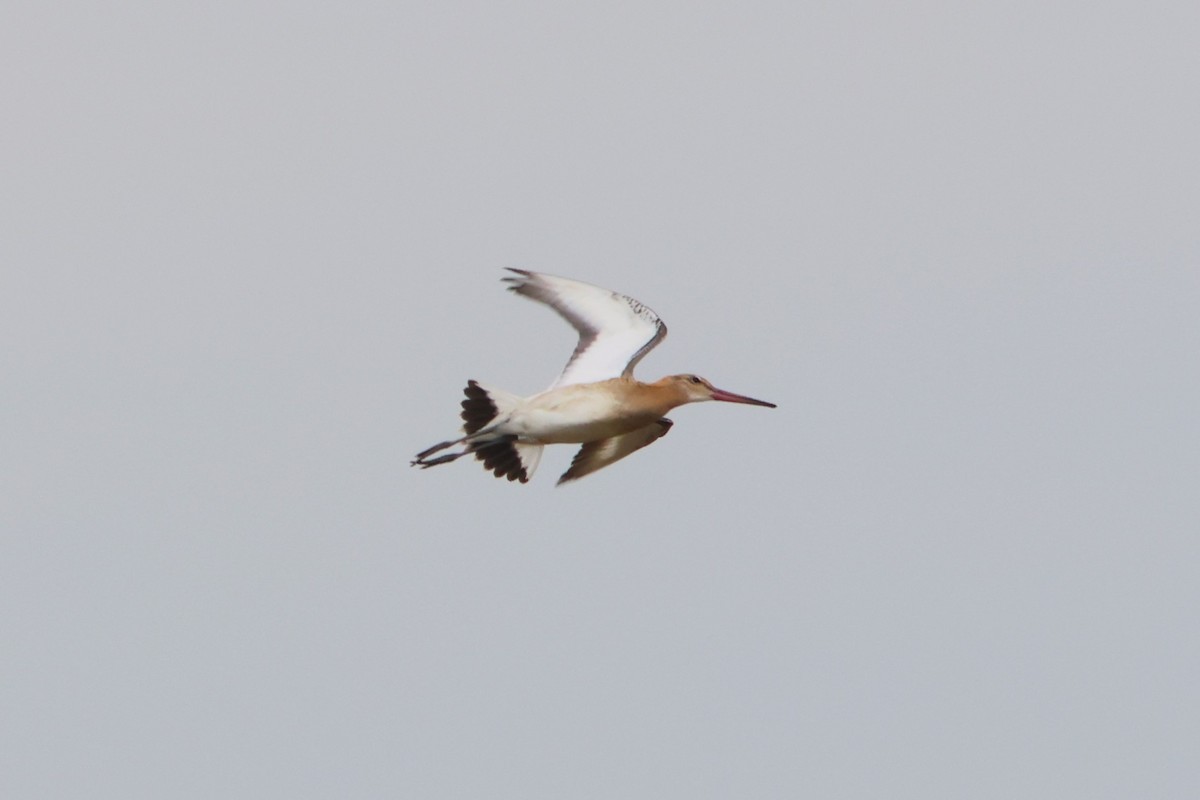 Black-tailed Godwit - ML590931451