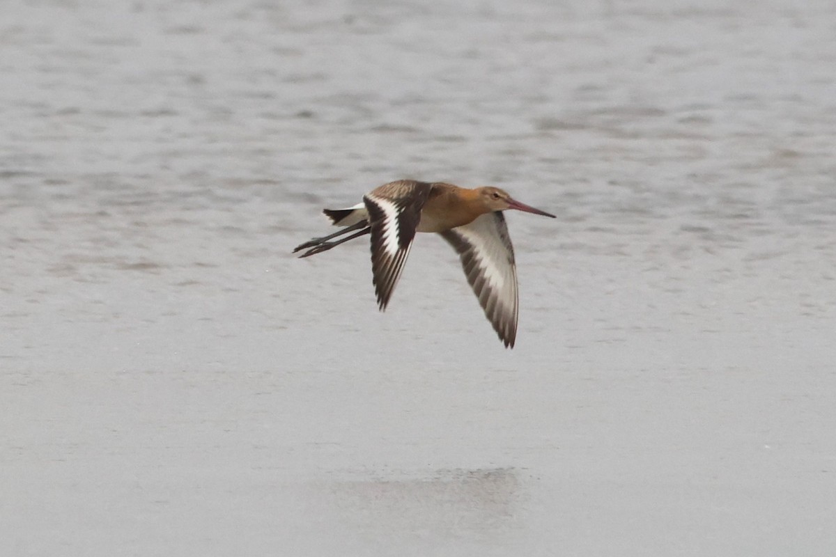 Black-tailed Godwit - ML590931471