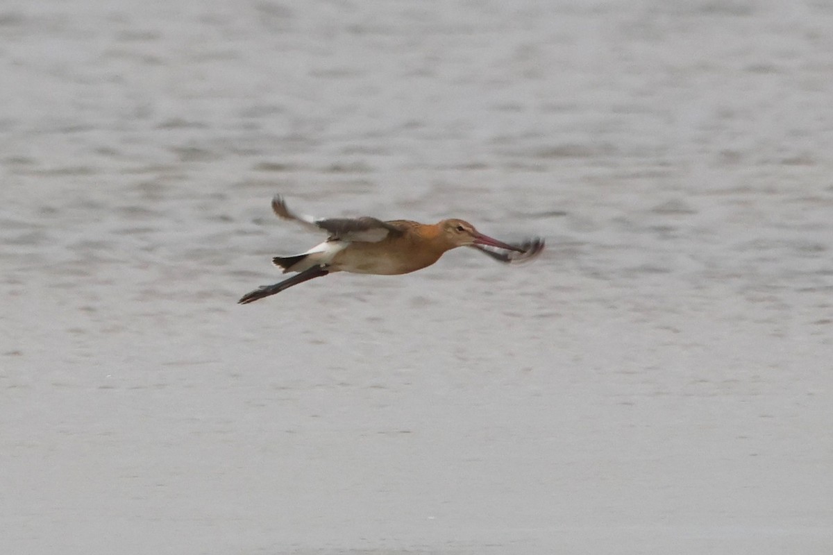 Black-tailed Godwit - ML590931491