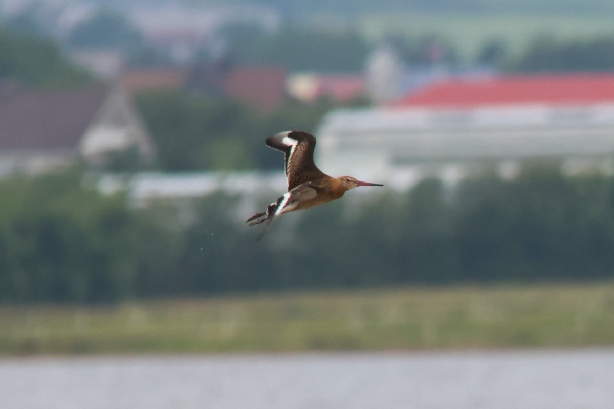 Black-tailed Godwit - ML590931501