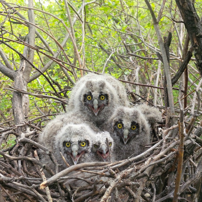 Long-eared Owl - ML59093151