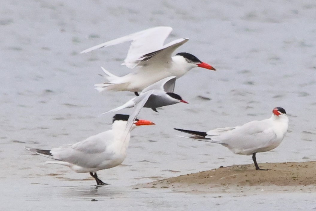 Caspian Tern - ML590931551