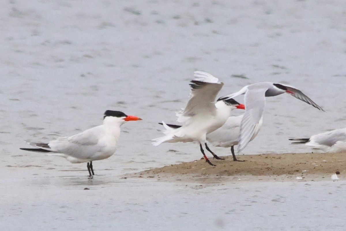 Caspian Tern - ML590931561