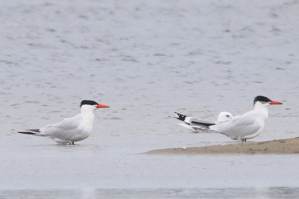 Caspian Tern - ML590931581