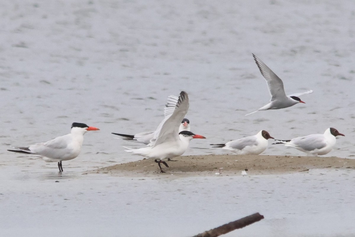 Caspian Tern - ML590931601