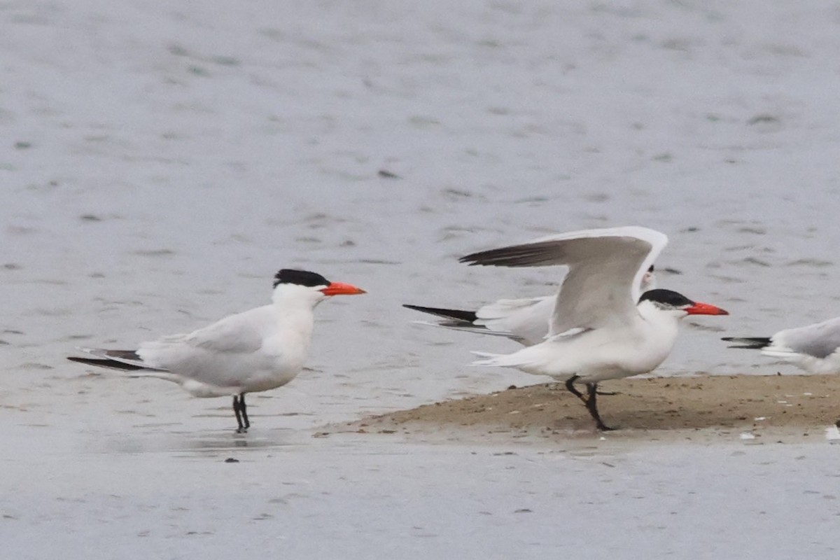 Caspian Tern - ML590931621