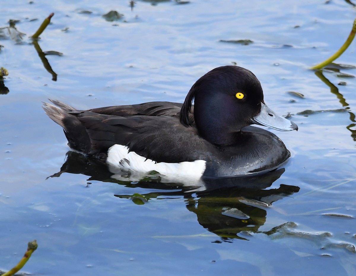 Tufted Duck - ML590932771